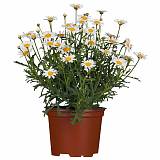 Аргирантемум - Argyranthemum D15 H25