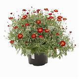Аргирантемум - Argyranthemum D13 H15