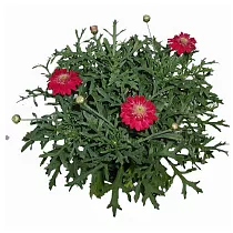 Аргирантемум - Argyranthemum D11 H15