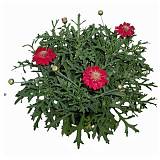 Аргирантемум - Argyranthemum D11 H15