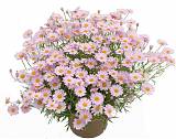 Аргирантемум - Argyranthemum D15 H25