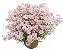 Аргирантемум - Argyranthemum D15 H25
