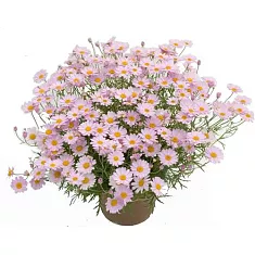 Аргирантемум - Argyranthemum D15 H25