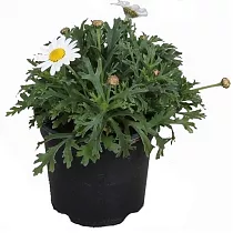 Аргирантемум - Argyranthemum D11 H15