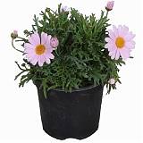 Аргирантемум - Argyranthemum D11 H15