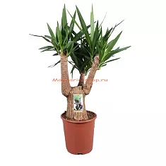 Пальма Юкка слоновая - Yucca elephantipes branched D27 H100