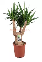 Пальма Юкка слоновая - Yucca elephantipes branched D27 H100