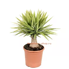 Пальма Юкка слоновья нога - Yucca elephantipes 'Jewel' D30 H80