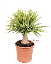 Пальма Юкка слоновья нога - Yucca elephantipes 'Jewel' D30 H80