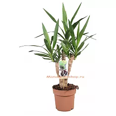 Пальма Юкка слоновая - Yucca elephantipes branched D17 H65