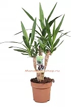 Пальма Юкка слоновая - Yucca elephantipes branched D17 H65
