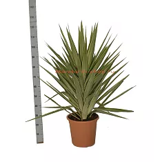 Пальма Юкка слоновья нога - Yucca elephantipes 'Jewel' D30 H115