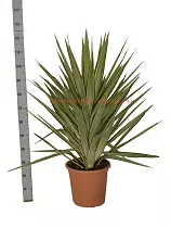 Пальма Юкка слоновья нога - Yucca elephantipes 'Jewel' D30 H115