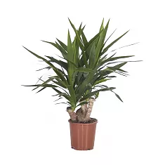 Пальма Юкка - Yucca Branched D21 H70