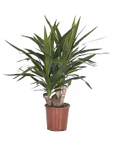 Пальма Юкка - Yucca Branched D21 H70
