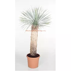 Пальма Юкка разветвленная - Yucca rostrata D40 H160