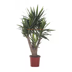 Пальма Юкка - Yucca Branched D34 H155