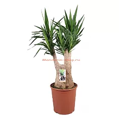 Пальма Юкка слоновая -Yucca elephantipes branched D30 H100