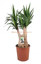 Пальма Юкка слоновая -Yucca elephantipes branched D30 H100