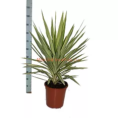 Пальма Юкка слоновья нога - Yucca elephantipes 'Jewel' D26 H95