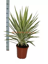 Пальма Юкка слоновья нога - Yucca elephantipes 'Jewel' D26 H95
