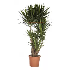 Пальма Юкка - Yucca Branched D42 H180