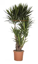 Пальма Юкка - Yucca Branched D42 H180