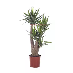 Пальма Юкка - Yucca Branched D34 H150