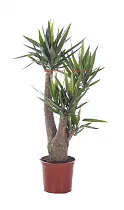 Пальма Юкка - Yucca Branched D34 H150