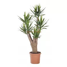 Пальма Юкка - Yucca Branched D40 H180
