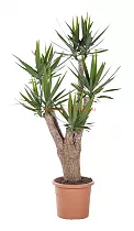 Пальма Юкка - Yucca Branched D40 H180