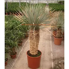 Пальма Юкка разветвленная - Yucca rostrata D34 H120