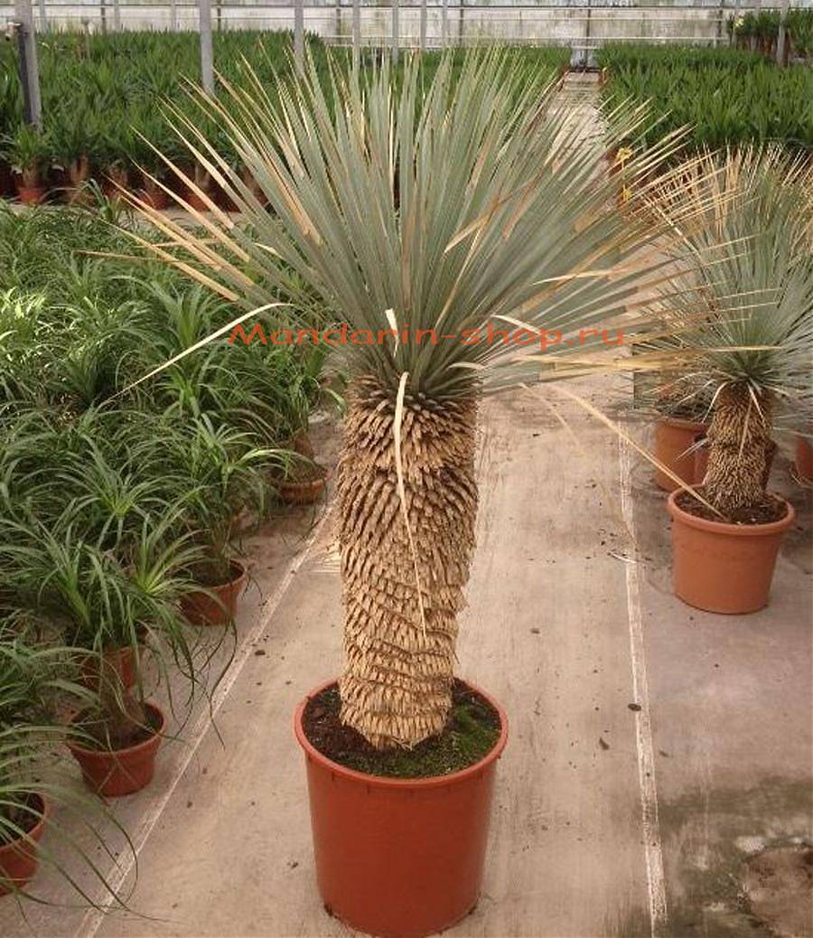 Пальма Юкка разветвленная - Yucca rostrata D34 H120