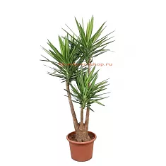 Пальма Юкка слоновая - Yucca elephantipes branched D45 H180