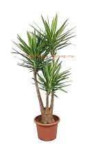 Пальма Юкка слоновая - Yucca elephantipes branched D45 H180