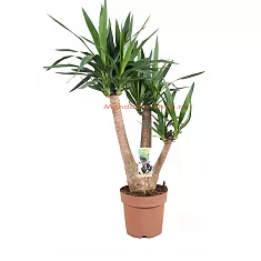 Пальма Юкка слоновая - Yucca elephantipes branched D21 H90