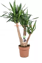 Пальма Юкка слоновая - Yucca elephantipes branched D21 H90
