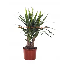 Пальма Юкка - Yucca Branched D27 H80