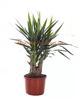 Пальма Юкка - Yucca Branched D27 H80