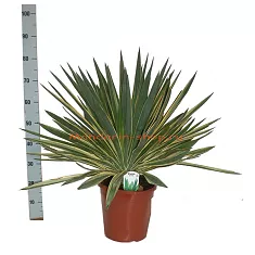 Пальма Юкка славная пестролистная - Yucca gloriosa 'Variegata' D27 H75
