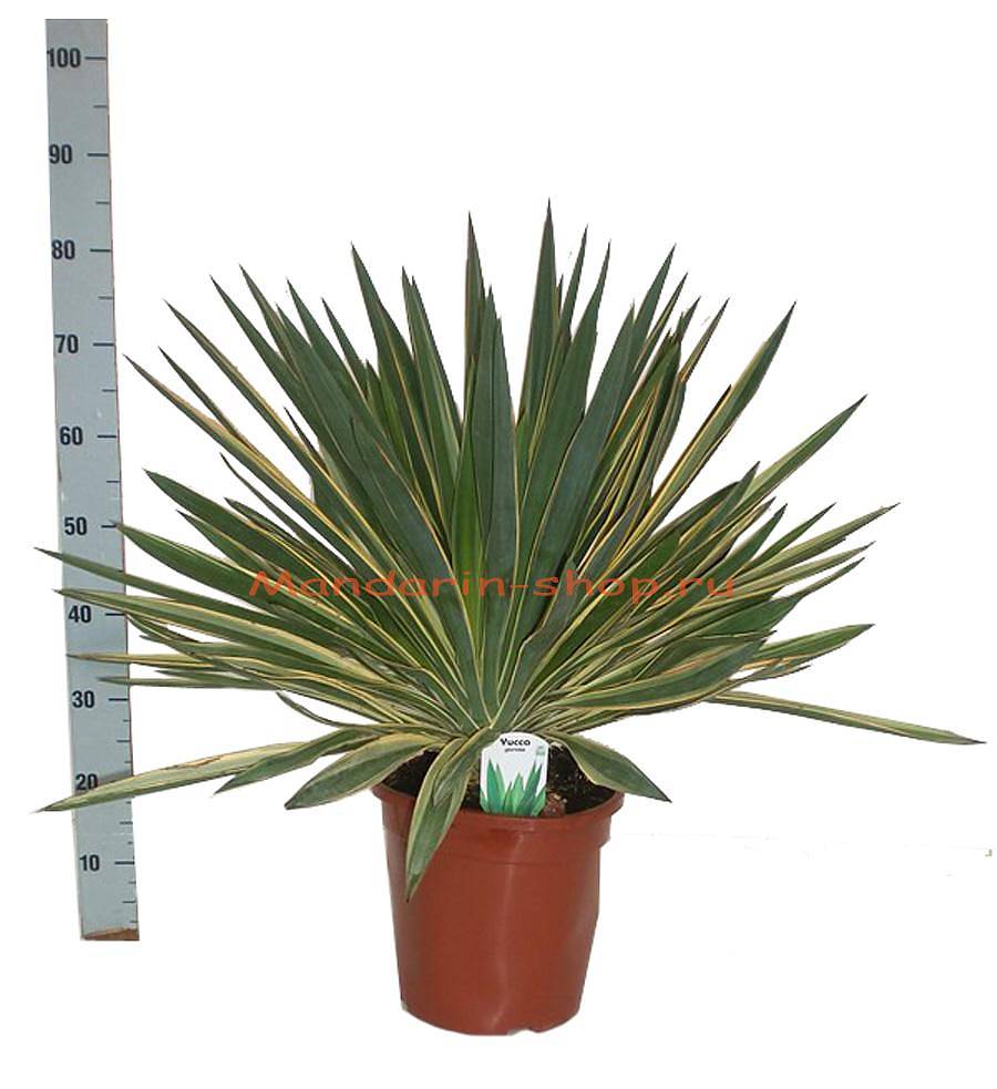 Пальма Юкка славная пестролистная - Yucca gloriosa 'Variegata' D27 H75