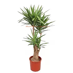 Пальма Юкка слоновая - Yucca elephantipes Elmila BRANCHED D45 H200