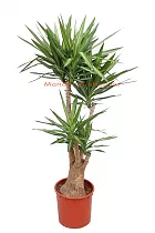 Пальма Юкка слоновая - Yucca elephantipes Elmila BRANCHED D45 H200