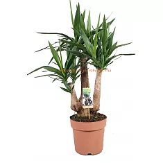 Пальма Юкка слоновая -Yucca elephantipes branched D24 H90