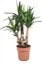 Пальма Юкка слоновая -Yucca elephantipes branched D24 H90
