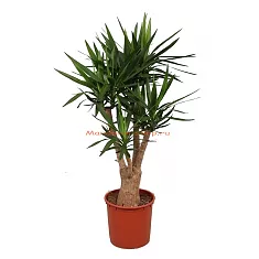 Пальма Юкка слоновая - Yucca elephantipes branched D34 H150