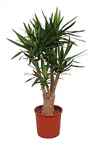 Пальма Юкка слоновая - Yucca elephantipes branched D34 H150
