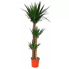 Пальма Юкка - Yucca D28 H160