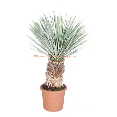 Пальма Юкка разветвленная - Yucca rostrata D30 H100