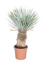 Пальма Юкка разветвленная - Yucca rostrata D30 H100